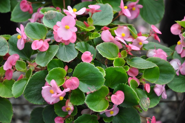 B. ‘Bada Bing Pink’